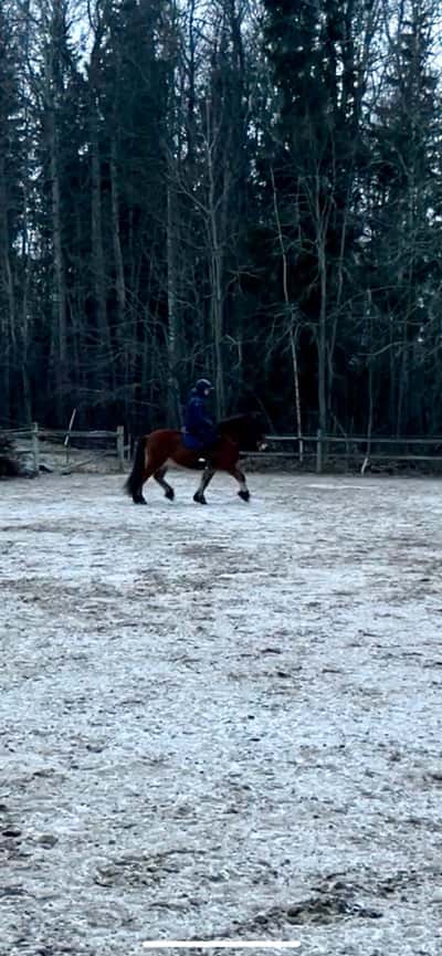Inlägg 10 av Islandshäst med titeln Träning, träning, träning