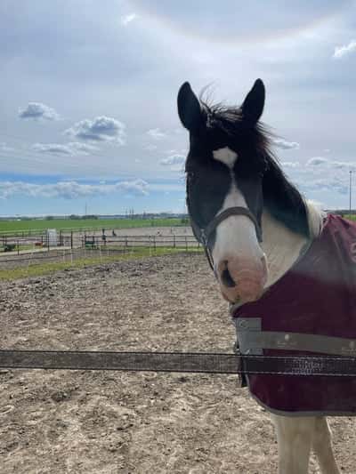 Post 11 of Halfblood with title Såld 