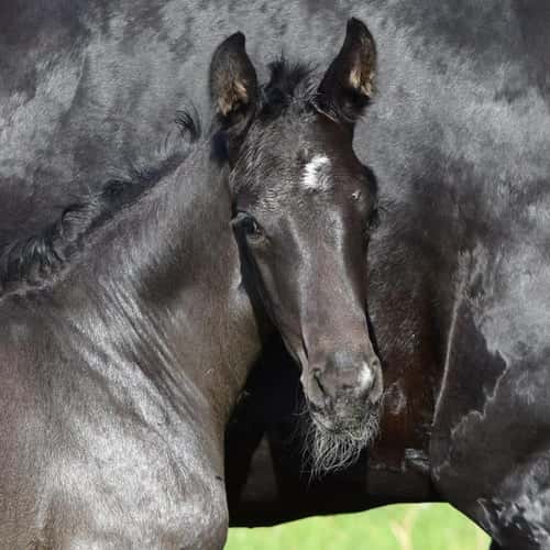 Bild av Riktigt snygg maskulin hingst! Fölmönstrad med 82,2%