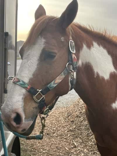 Inlägg 4 av Quarterhäst med titeln Sweet Dakota