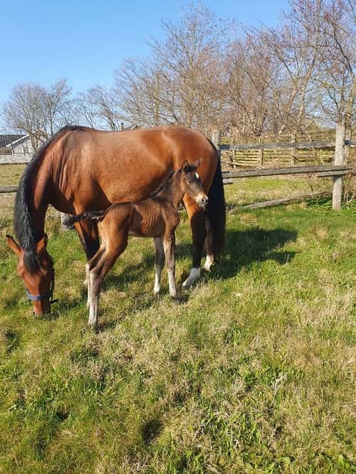 Bild av En bästa vän!