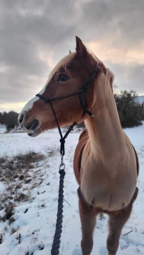 Bild av Intressekoll! Till träning ev tävling eller en rolig hobbyhäst för den mindre ryttaren!