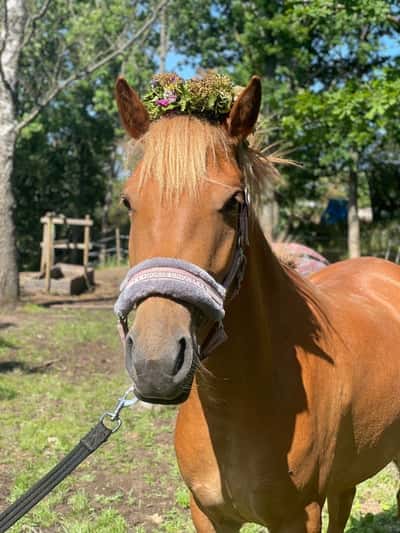 Inlägg 13 av Allround