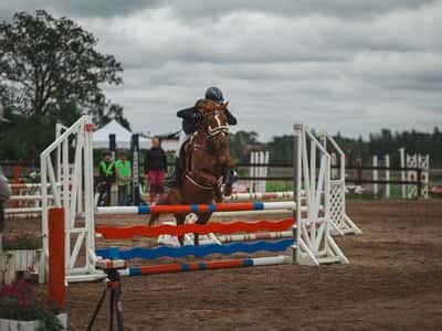 Inlägg 6 av Avel med titeln Hopptävling 