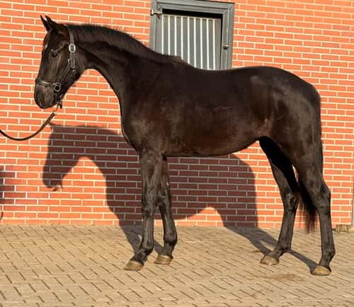 Bild av Lovande 3-årig dressyrsto – Sir Elton x San Amour