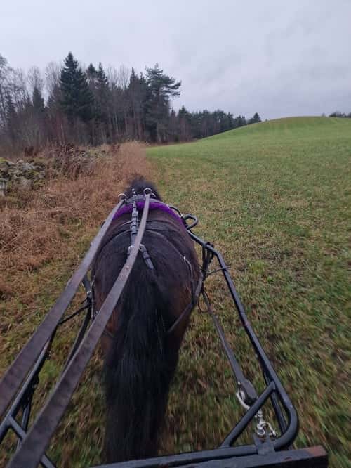 Bild av Super sött sto