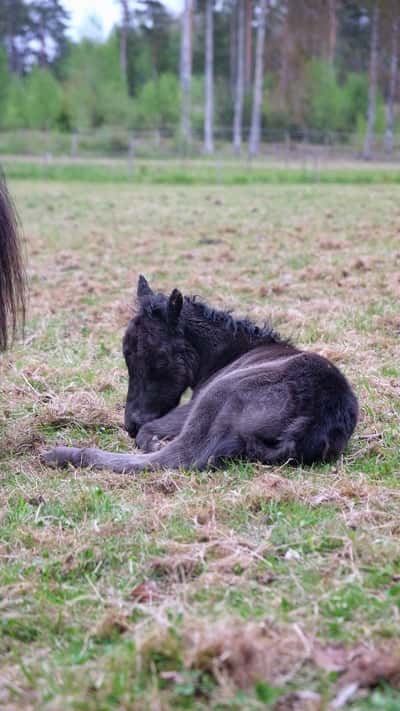 Inlägg 1 av Utställning med titeln Furunäs Domino föddes