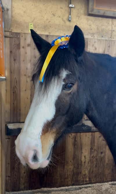 Inlägg 18 av Irländsk ridponny med titeln Men bästa Rolo!