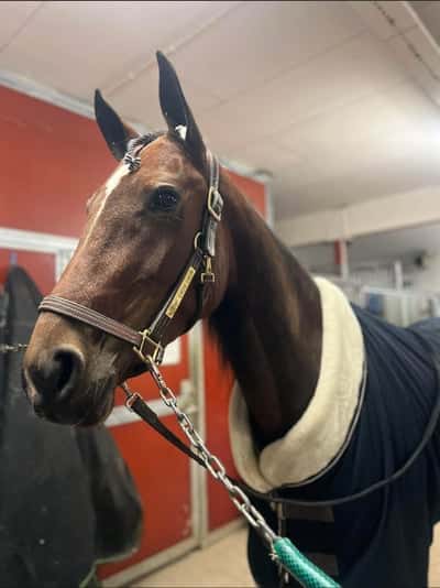 Post 2 of Warmblood Trotter with title Lopp Axevalla 22/11