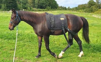 Inlägg 13 av Korsningshäst med titeln Träning