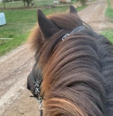 Eifur från Stensborg