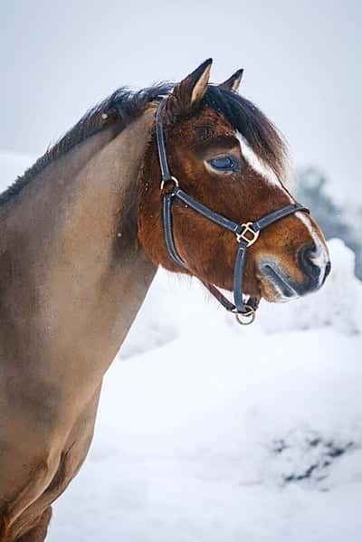 Inlägg 8 av Ponnytrav med titeln Darito😍❤️