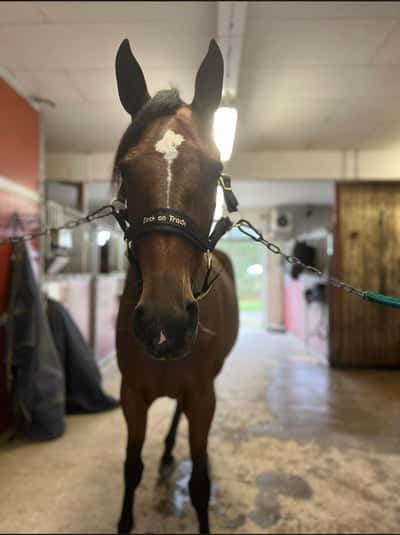 Post 5 of Warmblood Trotter with title Träning