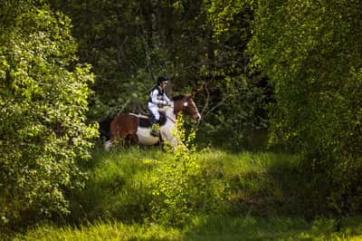 Inlägg 2 av Fälttävlan