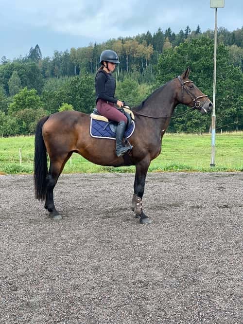 Bild av Swbsto till avel eller ridning 