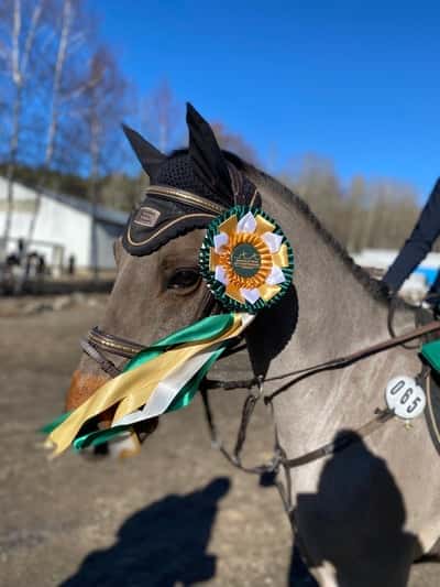 Post 153 of Show jumping