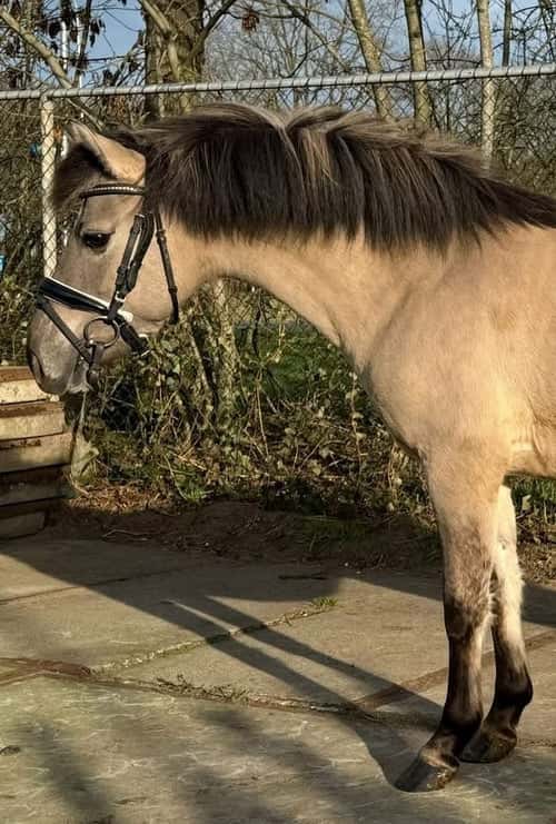 Image of 🌟 Charmig, och snäll ponny – Fjordingmix