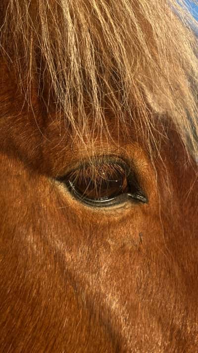 Inlägg 16 av Islandshäst med titeln ❄️