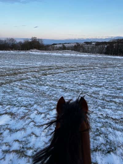 Inlägg 76 av Allround med titeln Harlekin☃️❄️
