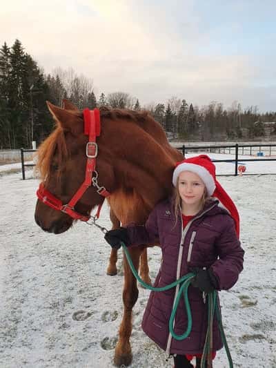 Inlägg 1 av Morganhäst med titeln Förra julen❤️😊