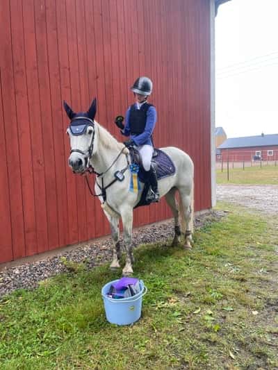 Post 377 of Show jumping with title Dalslands Hästsportklubb🥇❤️🫶🏻