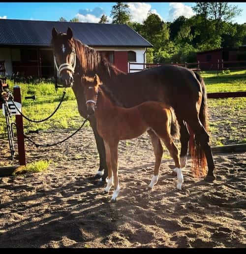 Bild av Prepartbreed 