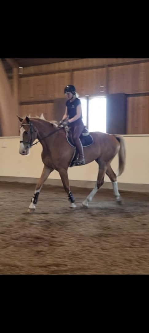 Bild av Stor, fin 4-årig valack med bra hoppstam