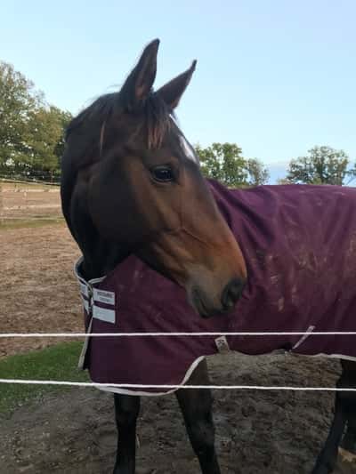 Inlägg 18 av Voltige med titeln ☔️🌧❤️