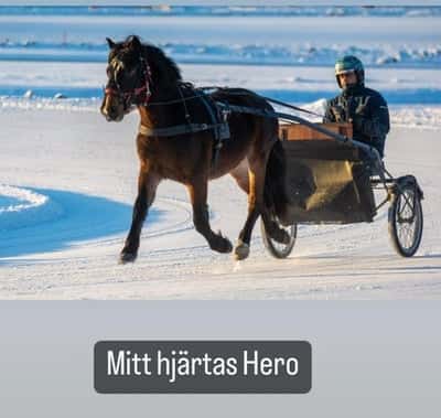 Inlägg 8 av Trav med titeln Hero
