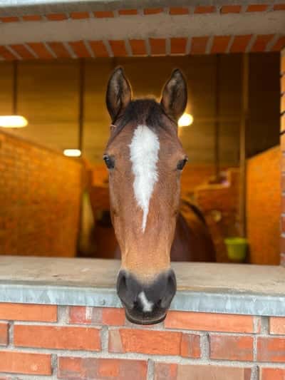 Inlägg 24 av Voltige med titeln Belissima 
