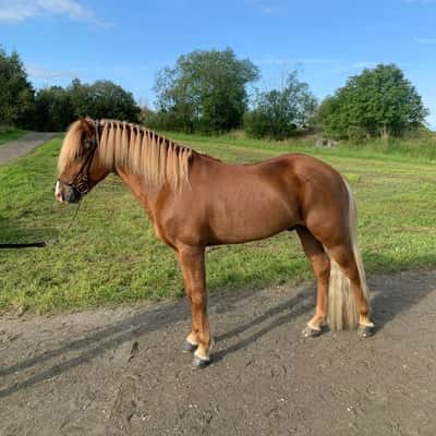 Ess från Sundabakka