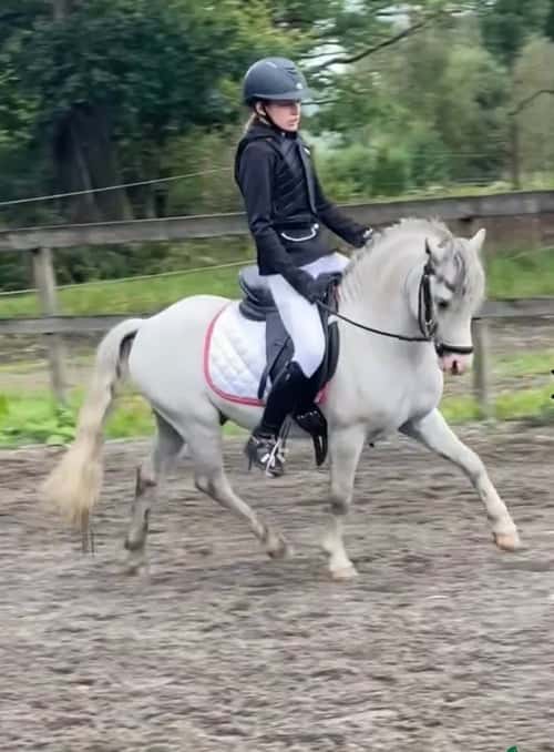 Bild av Härlig Welsh mountainhingst i avel!