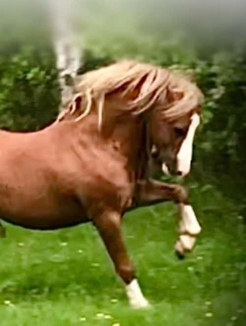 Bild av Underbar Welsh mountainhingst i avel 