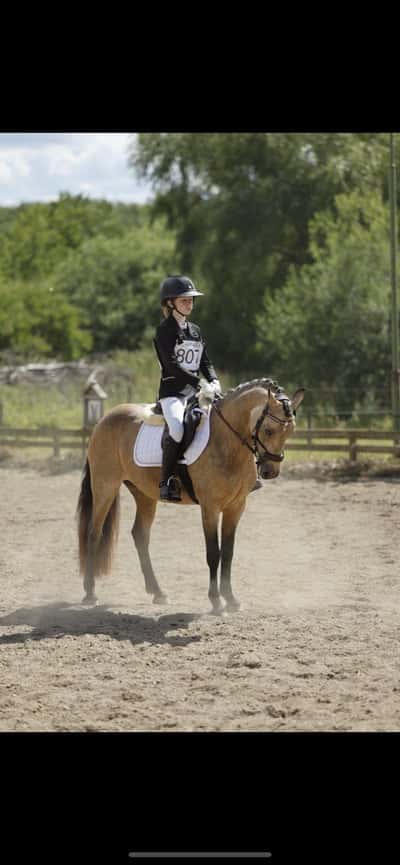 Inlägg 4 av Dressyr