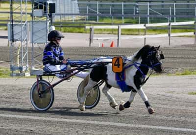 Inlägg 20 av Shetlandsponny med titeln Ponnytrav 