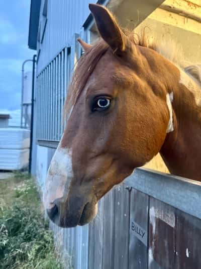 Inlägg 7 av Svensk Ridponny med titeln Fina Billy har blivit så stor 😍❤️