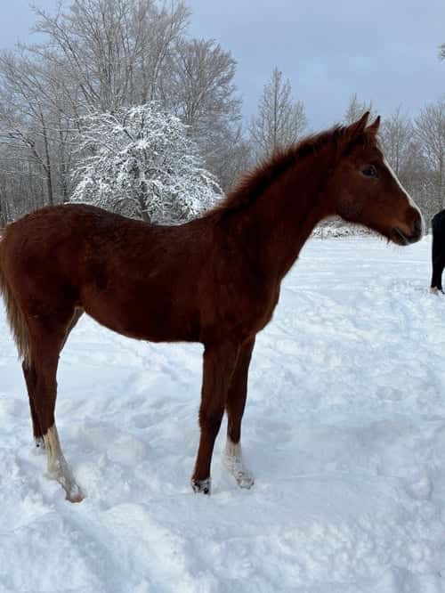 Bild av Fin hingst som söker sin egna ryttare