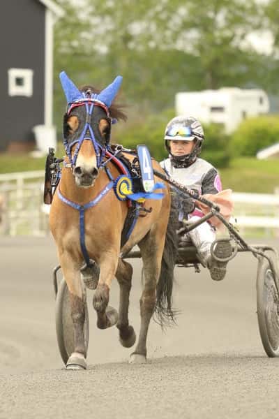 Post 20 of Gotland Pony with title Ponnytrav 