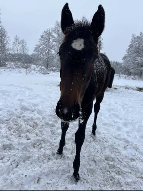 Bild av Snyggt & trevligt stoföl -25 med prestationsstam
