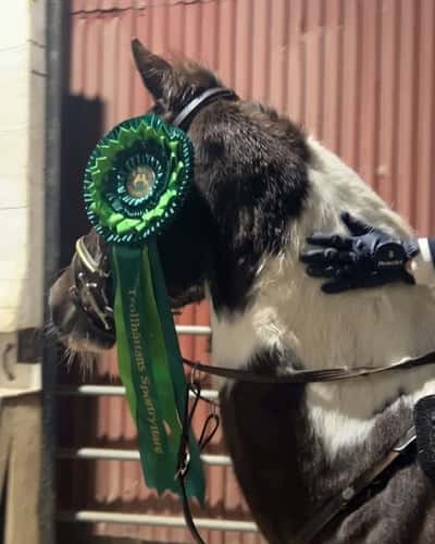 Inlägg 3 av Okänd Ras