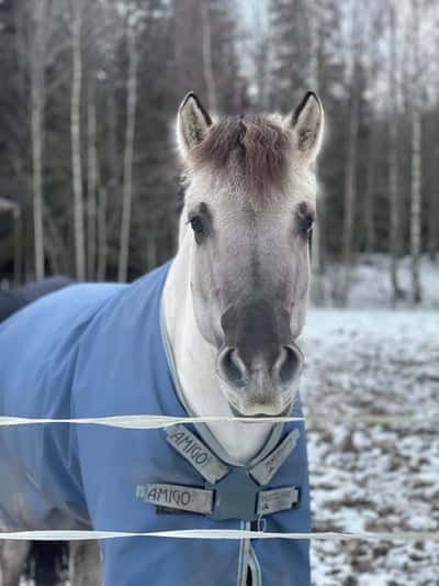 Inlägg 19 av Fjordhäst med titeln Utina❄️