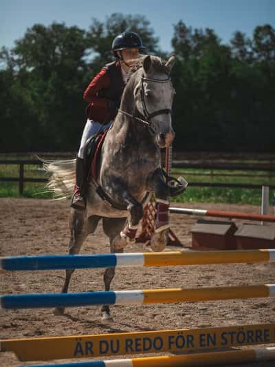 Inlägg 8 av Avel med titeln Hopptävling 