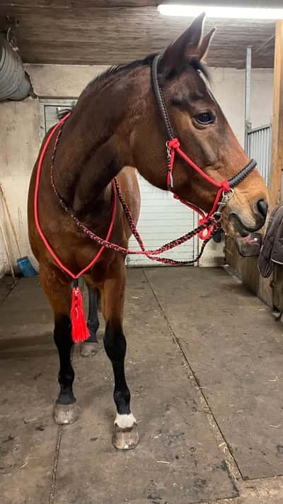 Inlägg 128 av Allround med titeln Minazzie goes indian 