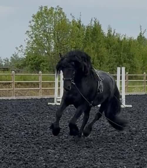 Bild av Frieser Hingst 