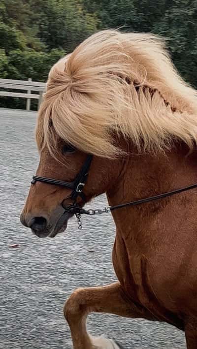 Inlägg 5 av Island med titeln Johan trening🤍 fredag 15. september