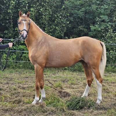 Alslyckas High Quality