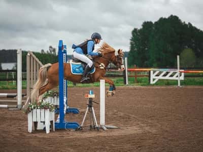 Inlägg 12 av Avel med titeln Hopptävling 