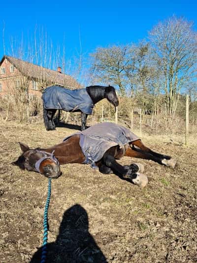 Inlägg 14 av Svensk Ridhäst med titeln Siesta