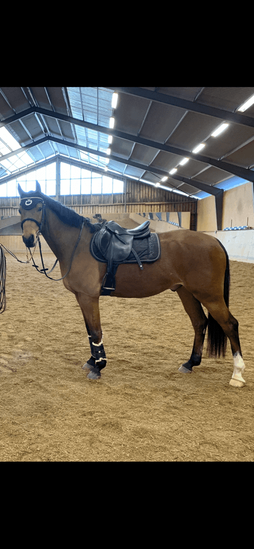 Bild av Lovande allroundponny söker 5 stjärnigt hem ✨