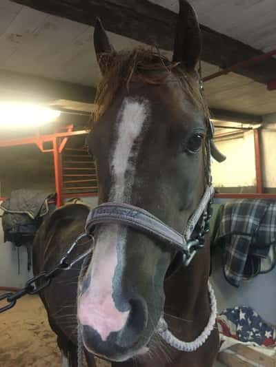 Inlägg 14 av Welshponny med titeln Ariel, hur kan din pannlugg se ut så?😆